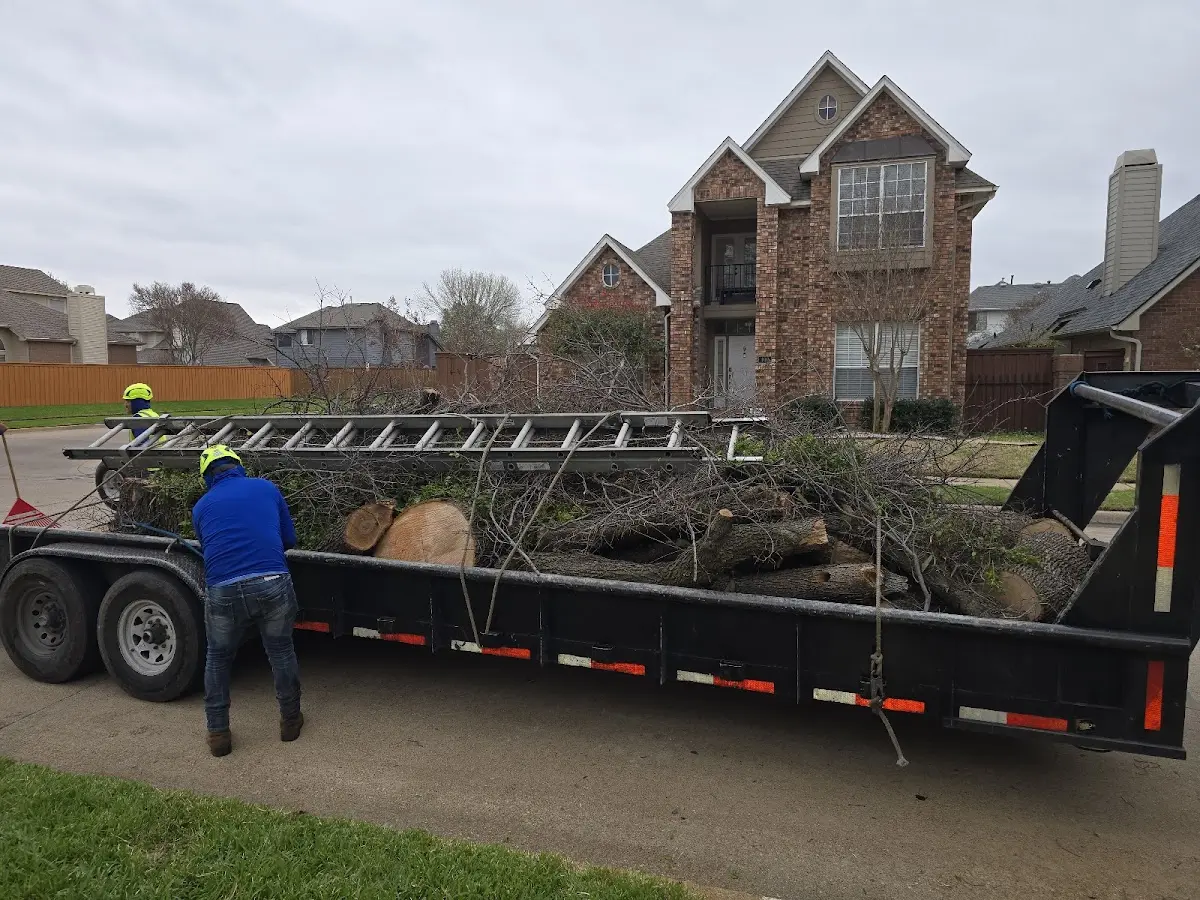 Expert Tree Fertilization with proper safety equipment in Santa Rosa